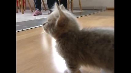 Cute munchkin baby kitten talks too much