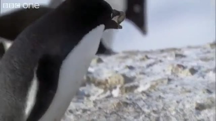 Криминални пингвини ...