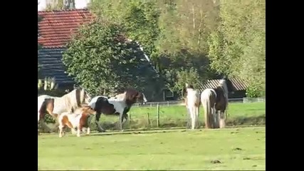 It`s a beautifull day.. Gypsy Irish Cobs playing 