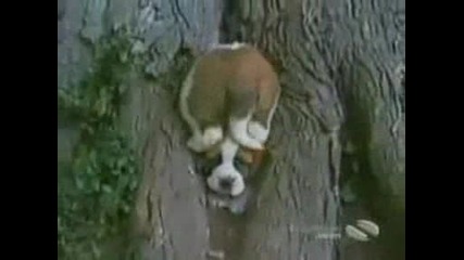 Страшно Смешни Кучета