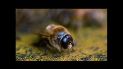 - Оплождане на пчелна майка 