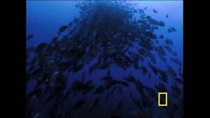 Живота в океаните отблизо (част 2)