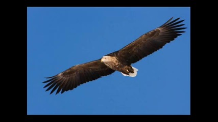 Seal - Fly Like An Eagle
