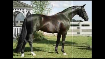 Hanoverian horses