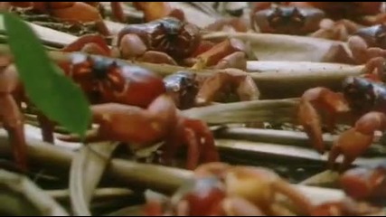 Тези раци наистина са много и са на всякъде...