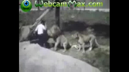 Lion Attack Man !.