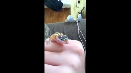 Cute leopard gecko