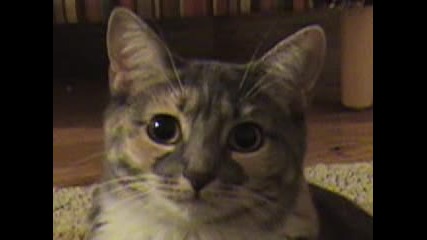 Dramatic Kitty
