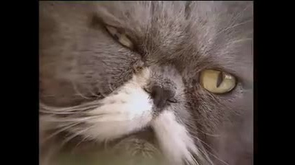 Crazy biting cat - how to tame your pet - Barking Mad - Bbc pets 