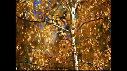 Hd Colorful Fall Leaves in Lockett Meadow.
