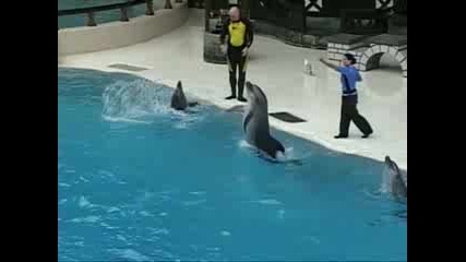 Красиво - делфин шоу 