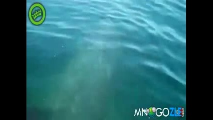 Идиот яхва акула Как и се метна