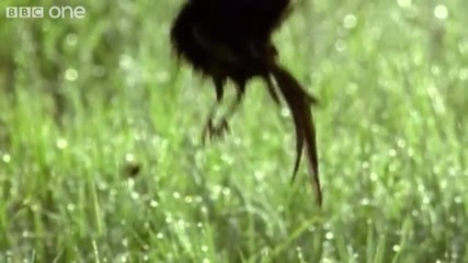 Walk on the Wild Side - Episode 4