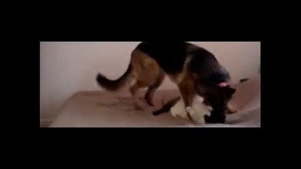 Battle for the Bed