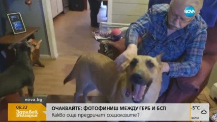 Куче, осъдено на смърт, беше оневинено след ДНК тест