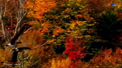 Andre Rieu - Autumn Leaves