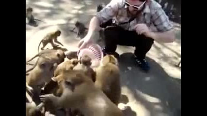 Турист храни маймунки 