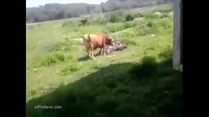 Какво прави бик, когато види мотор