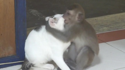 Маймуна си е хванала „мацка“! То не бе любов, не бяха целувки… чудо!