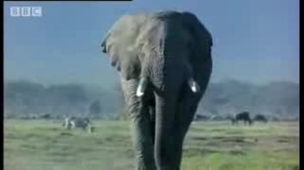 Как протича 2 г бременост при Слоновете - Bbc Animals 