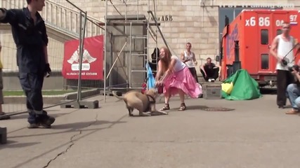 Трет - кучето паркур в Москва