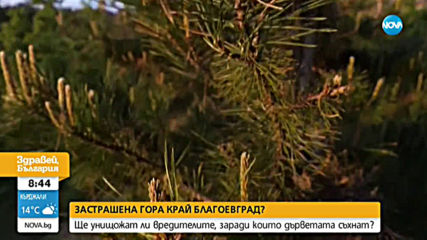 Застрашена ли е гората край Благоевград?