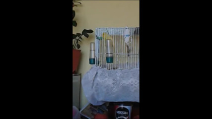 Пеещо канарче