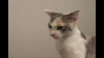 Котешки Бой - Голям Смях