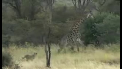 National Geographic - Wild Lion Army - Battle To Survive Hd Part 2
