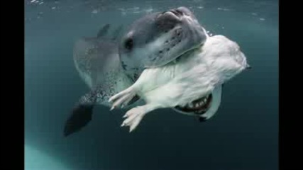 Face - Off With a Deadly Predator 