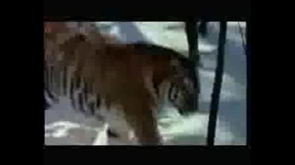 Siberian Tiger 13 Feet Long 900 Pounds..avi