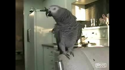 Bird Beatboxing