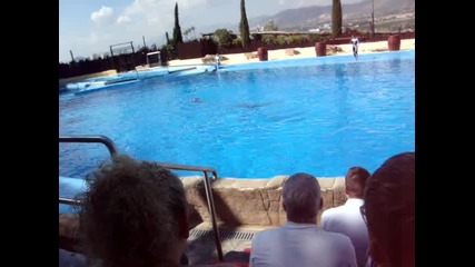 Spain 2010 Mundo Mar - шоу с делфини
