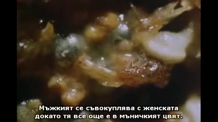 Bbc David Attenborough's - The Private Life of Plants (1995) - Flowering Part 3