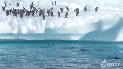 Скачащите пингвини !