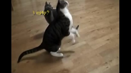 Красиви скокове на котки