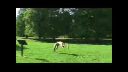 Freerun