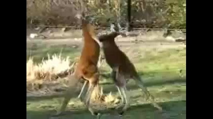 revenge of the animals