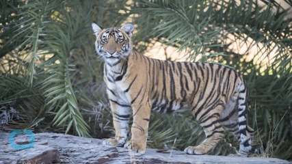 Why India's Tiger Census is Misleading