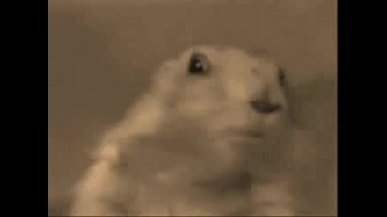 Dramatic Chipmunk - Saw