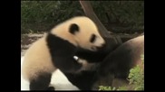 Канада получи две панди подарък от Китай