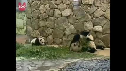 ... Малки сладки панди - близначета ... 