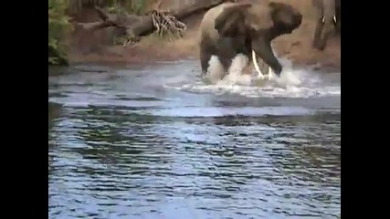 Крокодил атакува слон!