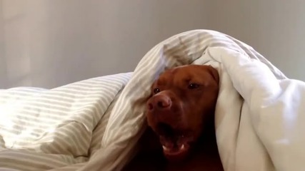 Недоволно куче не обича сутрешната аларма на будилник, смях