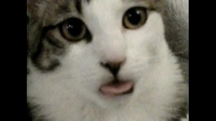 Kitten suckles air Original