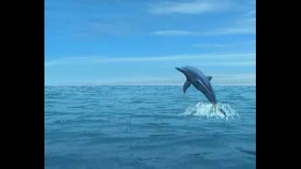 Crying Dolphin Music Video