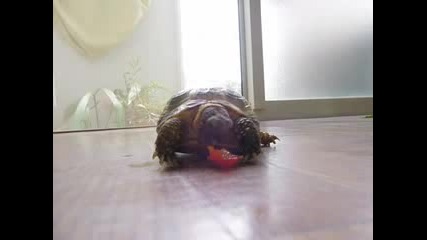 Tortoise Chasing A Tomato