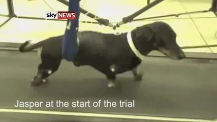 куче което е било парализирано прохожда отново след лечение