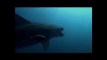 Тигрова Акула Убива Морска Костенурка