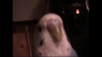 Малък но доста лош !!!